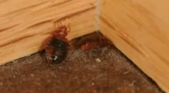 Modalități de a scăpa de bedbugs în casă